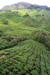 马来西亚卡梅伦高地茶叶种植园图片