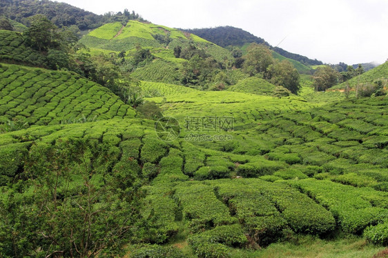 马来西亚卡梅伦高地茶叶种植园图片