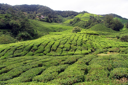马来西亚山坡上的茶叶种植园图片
