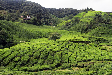 马来西亚卡梅伦高地茶叶种植园图片