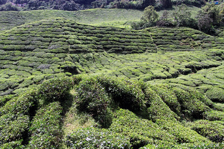 马来西亚山上的茶叶种植园图片