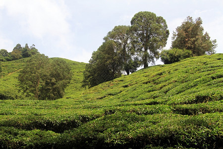 马来西亚山丘上的树木和茶叶种植园图片