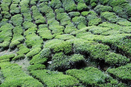 马来西亚山坡上的茶叶种植园图片