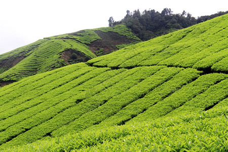 马来西亚脚道和茶叶种植图片