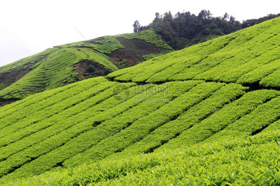 马来西亚脚道和茶叶种植图片