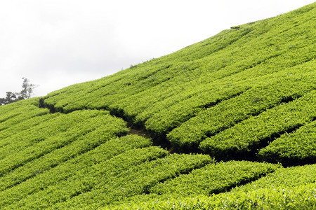 马来西亚卡梅伦高地山坡上的茶叶种植园图片