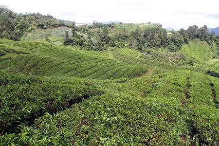 马来西亚卡梅伦高地山坡上的茶叶种植园图片