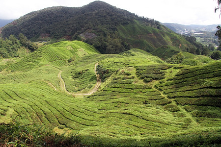 马来西亚卡梅伦高地山和植树造林图片