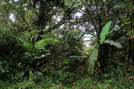 马来西亚卡梅伦高地棕榈树和热带稠密森林图片