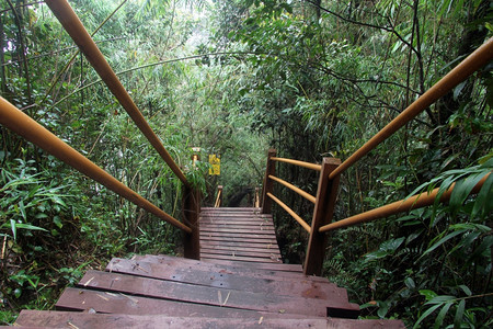 马来西亚TanahRata附近Moss森林的Wooden人行道图片