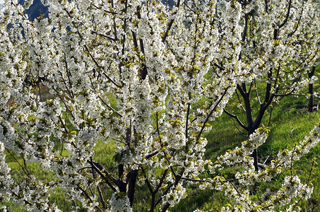 果园苹树上的白花图片