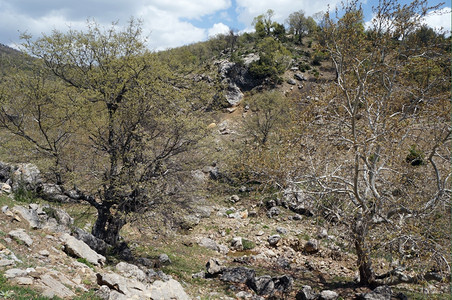 土耳其农村地区树木和岩石图片