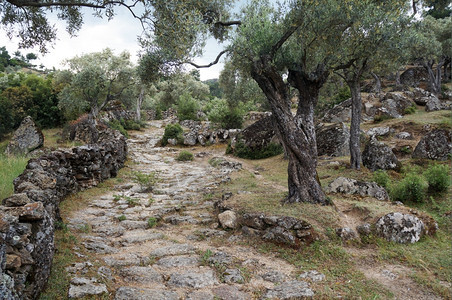 土耳其古老的公路和橄榄树图片