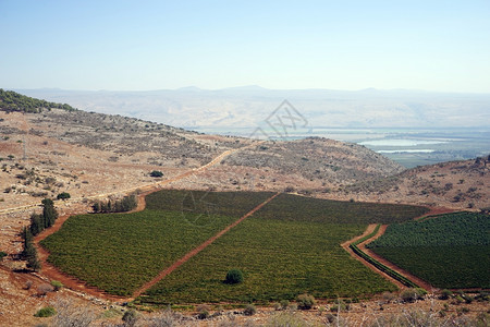 以色列加利的绿果园图片