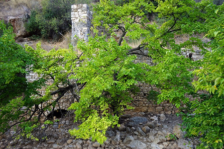 以色列峡谷磨坊废墟附近绿叶大树图片
