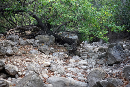 以色列峡谷中的岩石和树木图片