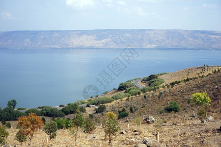 以色列Kinneret湖岸上的树木图片