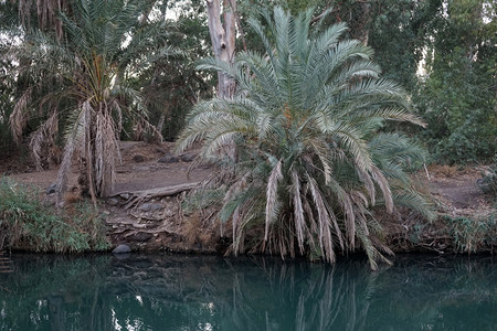 以色列约旦河岸的棕榈树图片