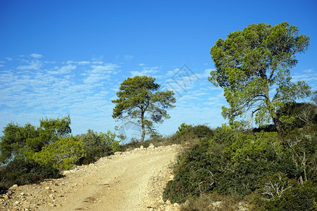 以色列山丘上的泥土路和树木图片