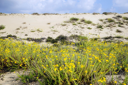 以色列凯萨里亚附近的黄花和沙丘图片