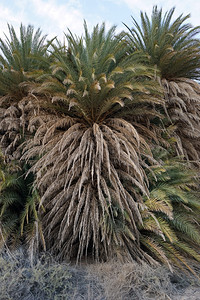 以色列沙漠绿洲的大棕榈树背景图片