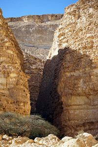 以色列内盖夫沙漠的巴拉克峡谷树木图片