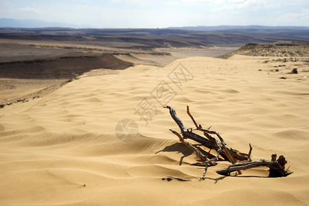 以色列内盖夫沙漠KasuiDune的干树枝背景图片