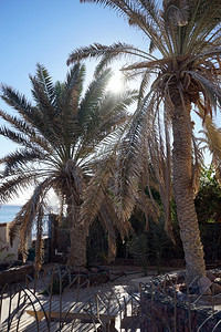 埃及达哈布海滩上的棕榈树图片
