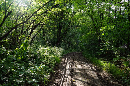 塞尔维亚森林中的阳光和湿泥土路图片
