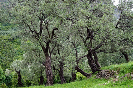 黑山旧律师协会附近山坡上的橄榄树林图片