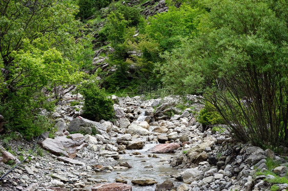 黑山森林中的河图片