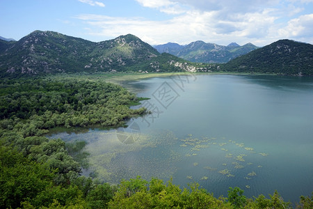 黑山Skadarsko湖的一部分图片