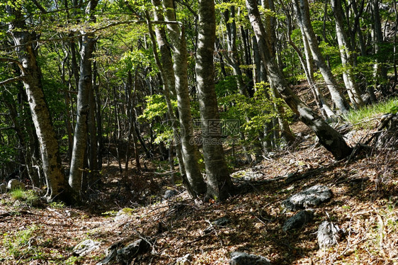 在黑山Lovcen公园的森林中图片