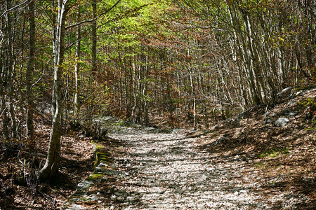 黑山Lovcen公园泥土路上的影子图片