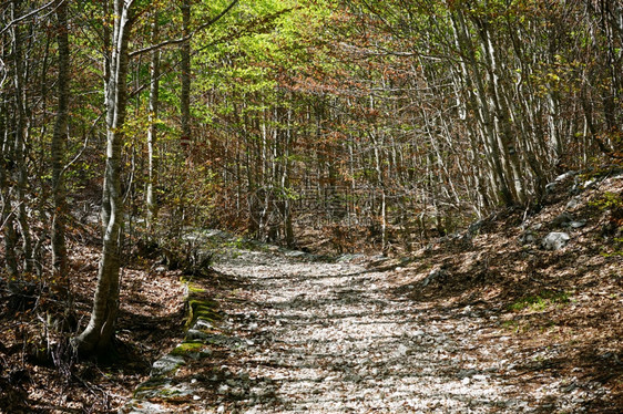 黑山Lovcen公园泥土路上的影子图片