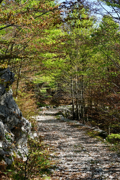 黑山Lovcen公园的污泥路图片