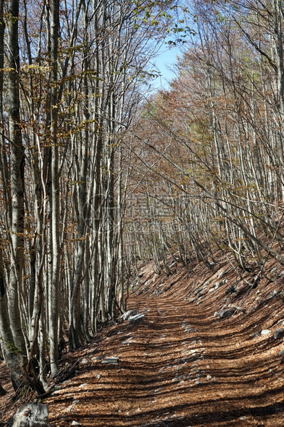 黑山Lovcen公园泥土路上的影子图片