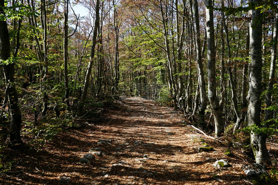 黑山Lovcen公园的污泥路图片