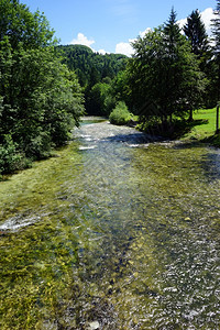 斯洛文尼亚博欣吉湖附近河流和树木图片