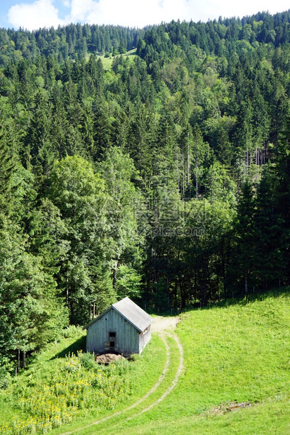 瑞士森林附近和绿草图片
