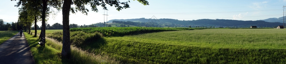 绿田附近有玉米植物的公路图片