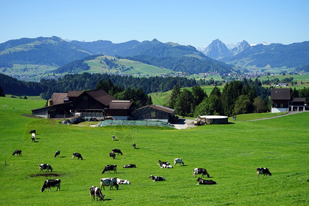 瑞士农场附近牧上的牛群图片