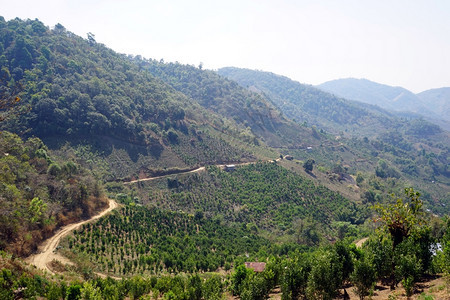 缅甸沿山道的茶叶种植园图片