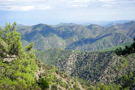 塞浦路斯Troodos山区松树图片