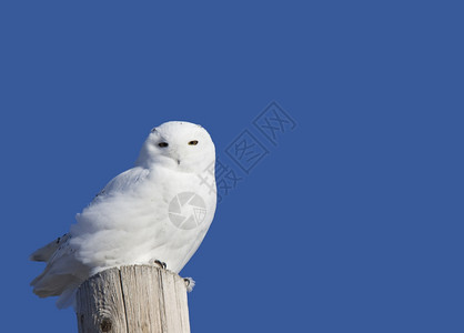 鸟背加拿大萨斯喀彻温加拿大寒冷背景