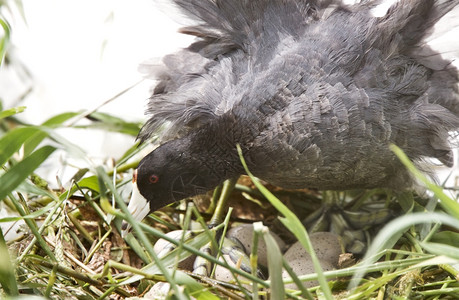 鸟背与加拿大萨斯喀彻温的eggs背景