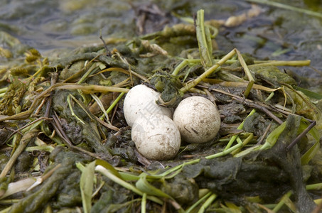 加拿大萨斯喀彻温省巢中的角状糖蛋图片