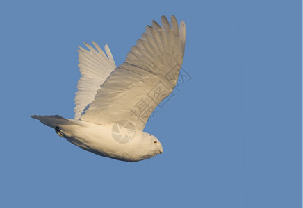 鸟背加拿大萨斯喀彻温飞行中的雪猫背景