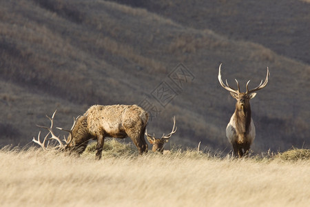 加拿大萨斯喀彻温省使用鹿角的BullElk图片