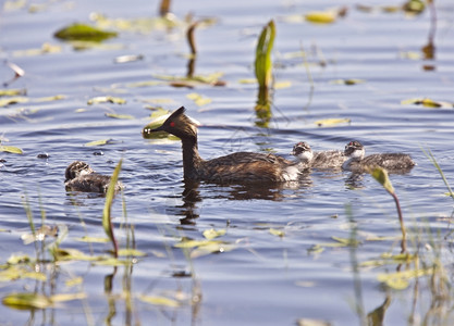 在加拿大萨斯喀彻温省池塘中与婴儿小鸡糖图片